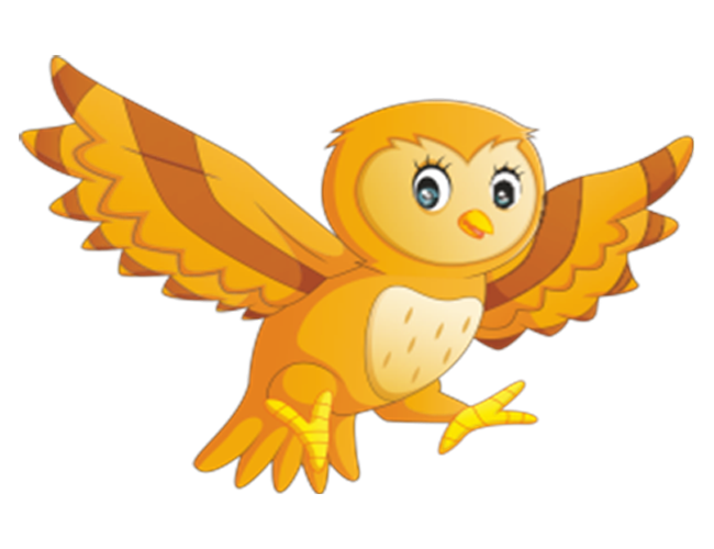 Wise Owls